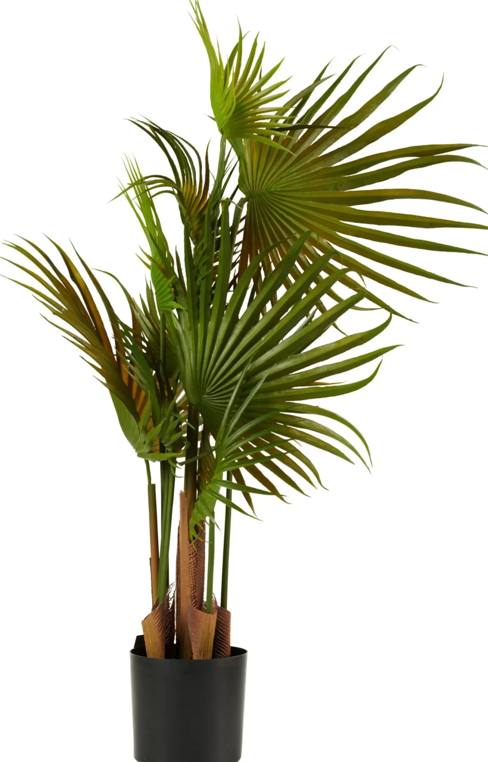 CASA Areca Palmera Verde Discount