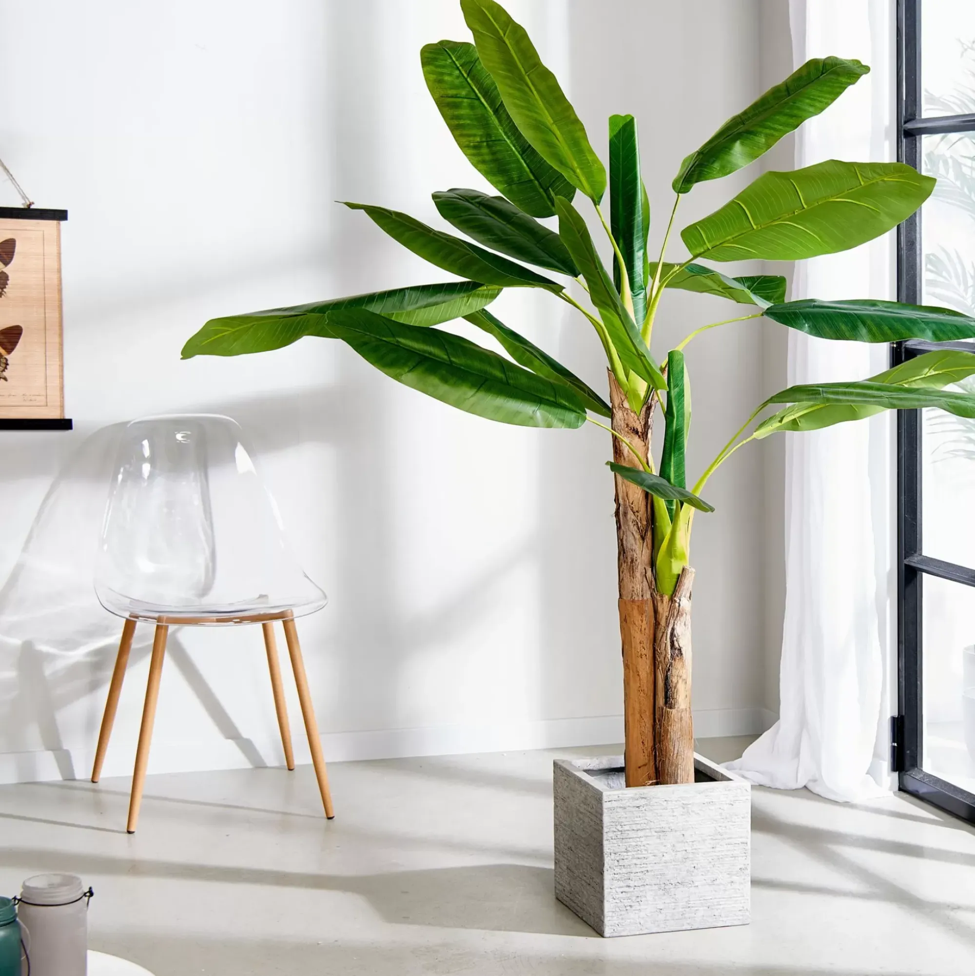 CASA Banana Platanera Verde Best Sale