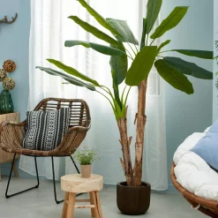 CASA Banana Platanera Verde Best Sale