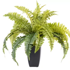 CASA Boston Planta Helecho Verde Online
