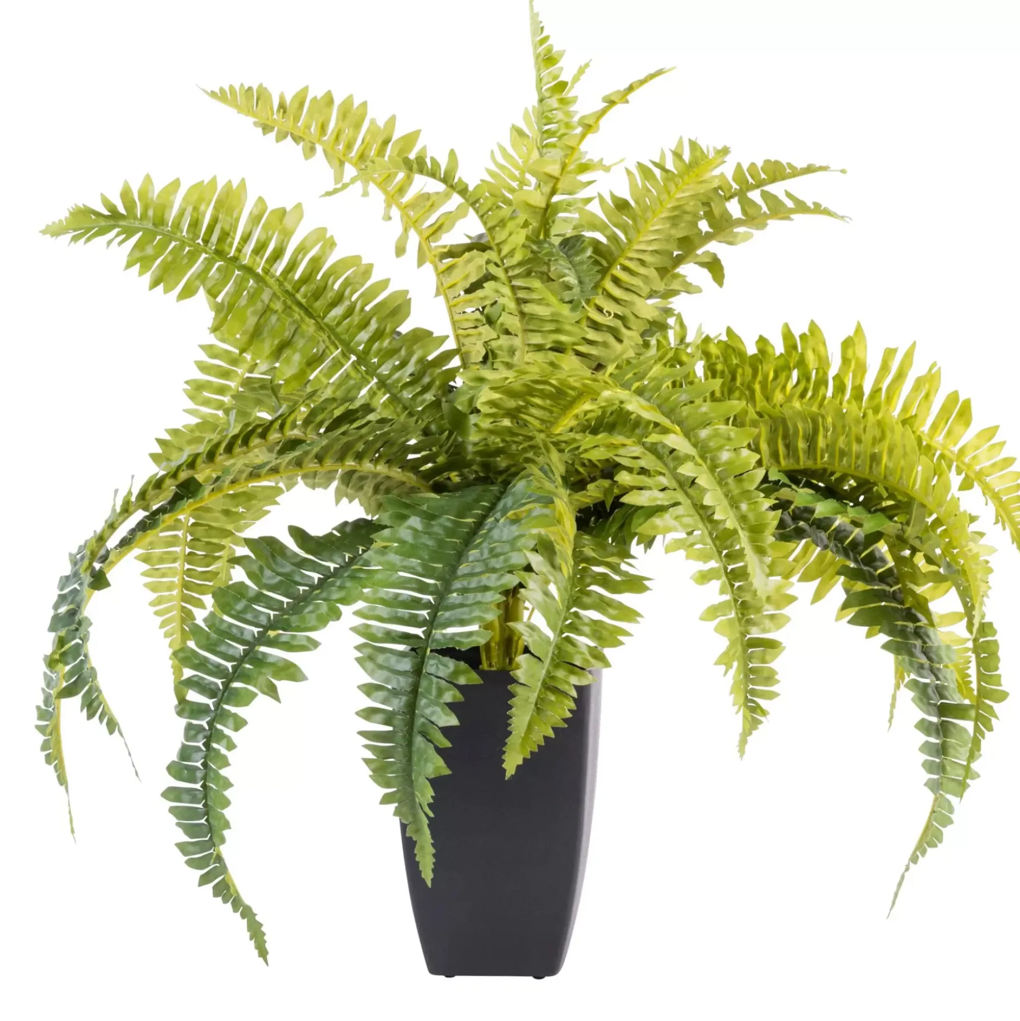 CASA Boston Planta Helecho Verde Online