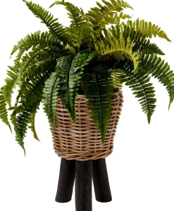 CASA Boston Planta Helecho Verde Online