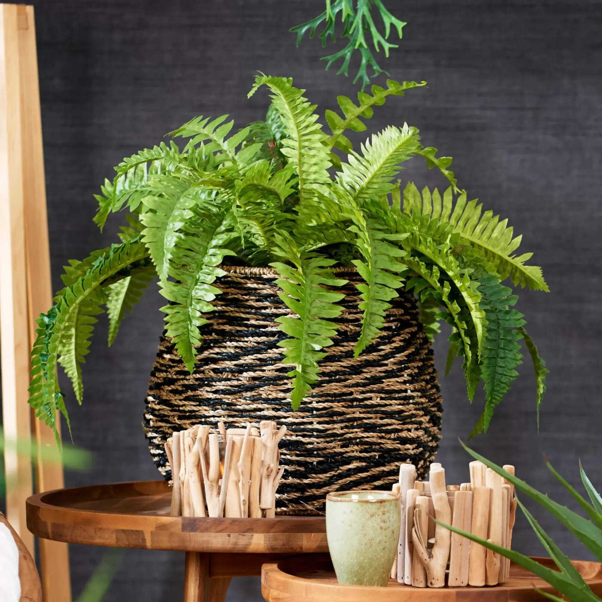 CASA Boston Planta Helecho Verde Online