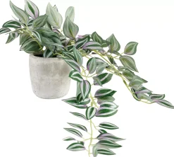 CASA Calathea Planta Colgante Gris, Verde, Morado New