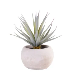 CASA Cement Planta Crasa Art En Tarro Gris New