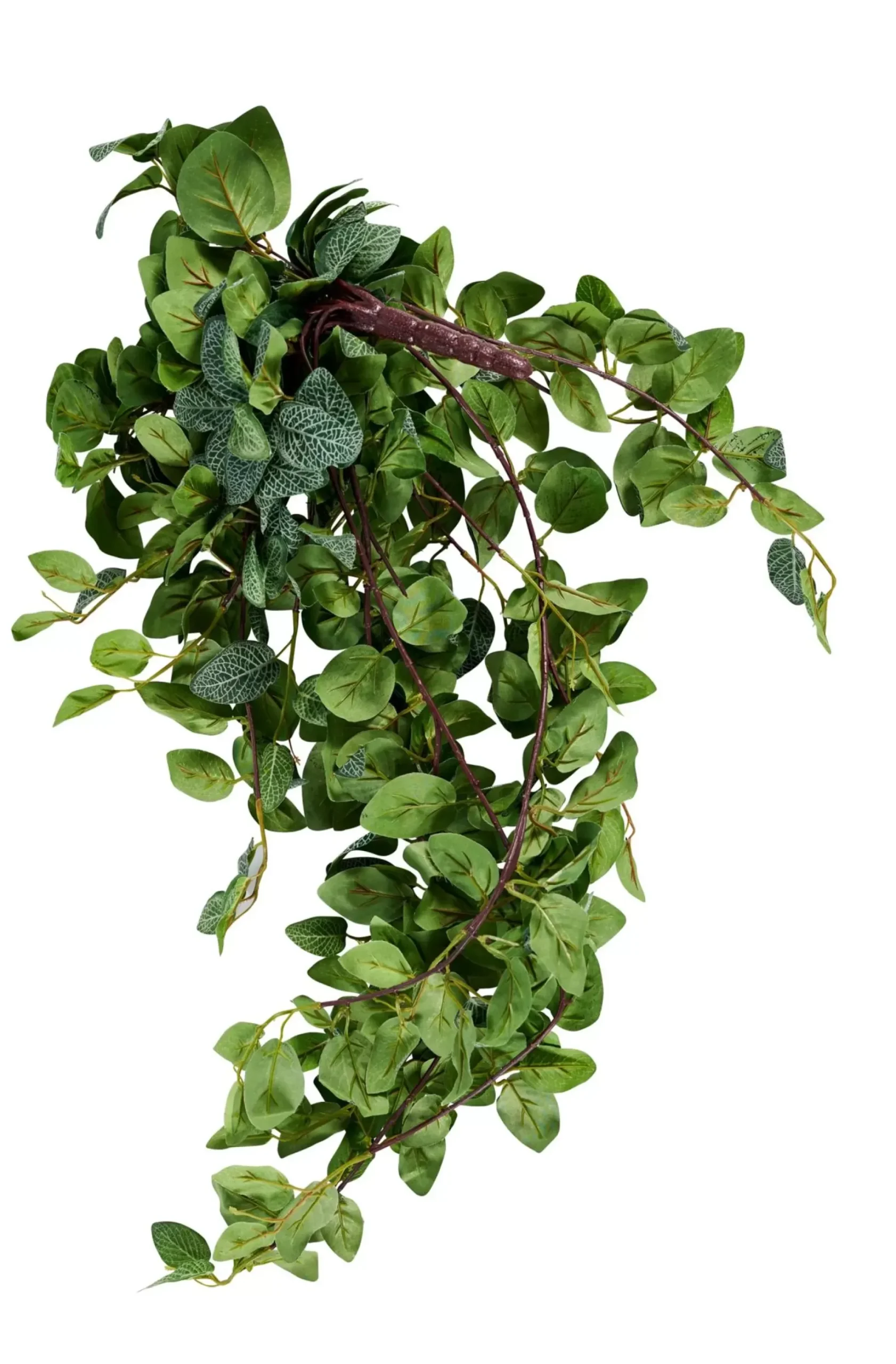 CASA Fittonia Guirnalda De Hojas Verde Clearance