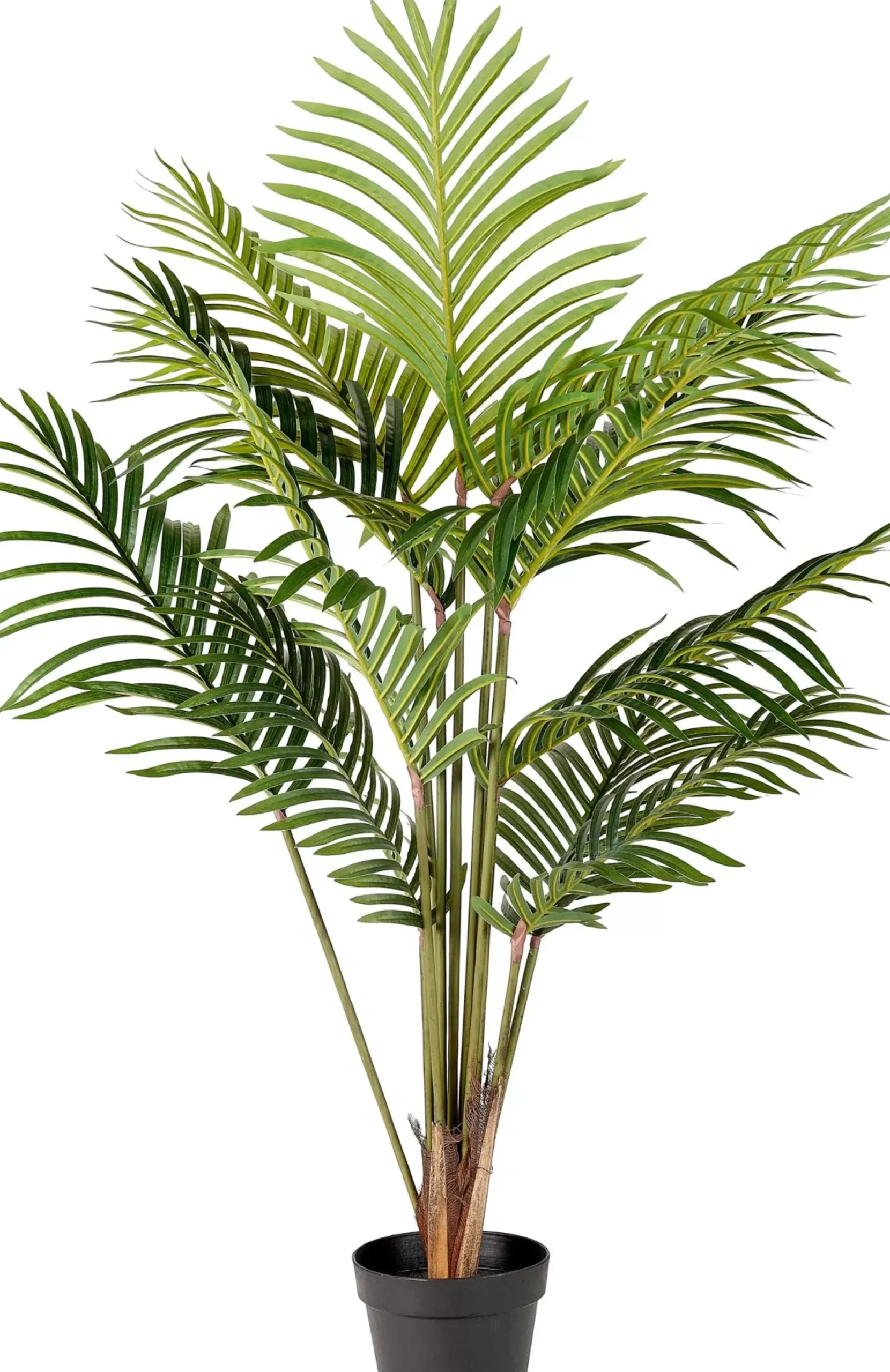 CASA Kwai Palmera Verde Cheap