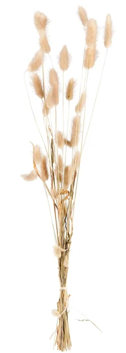 CASA Lagurus Cola De Liebre Natural Shop