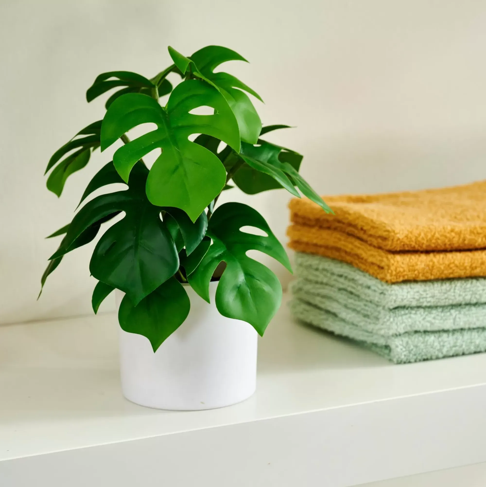 CASA Monstera Planta Varios Colores Online