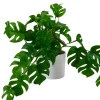 CASA Monstera Planta Varios Colores, Blanco, Verde Store