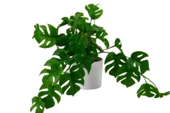 CASA Monstera Planta Varios Colores, Blanco, Verde Store