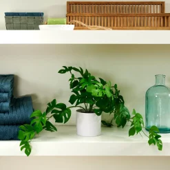 CASA Monstera Planta Varios Colores, Blanco, Verde Store