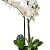 CASA Orchid Orquidea En Maceta Blanco Discount