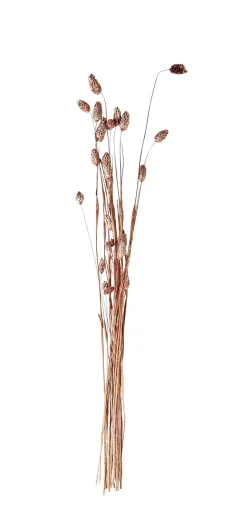 CASA Phalaris Hierba Ornamental Cobrizo Sale