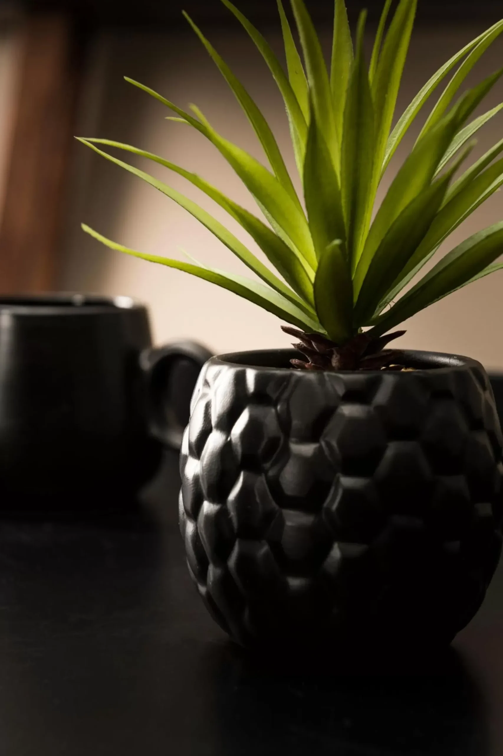 CASA Pina Pina En Maceta Negro Store