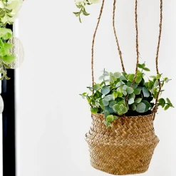 CASA Terra Planta En Maceta Blanco, Verde Cheap