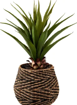 CASA Vera Planta Aloe Vera Verde Clearance