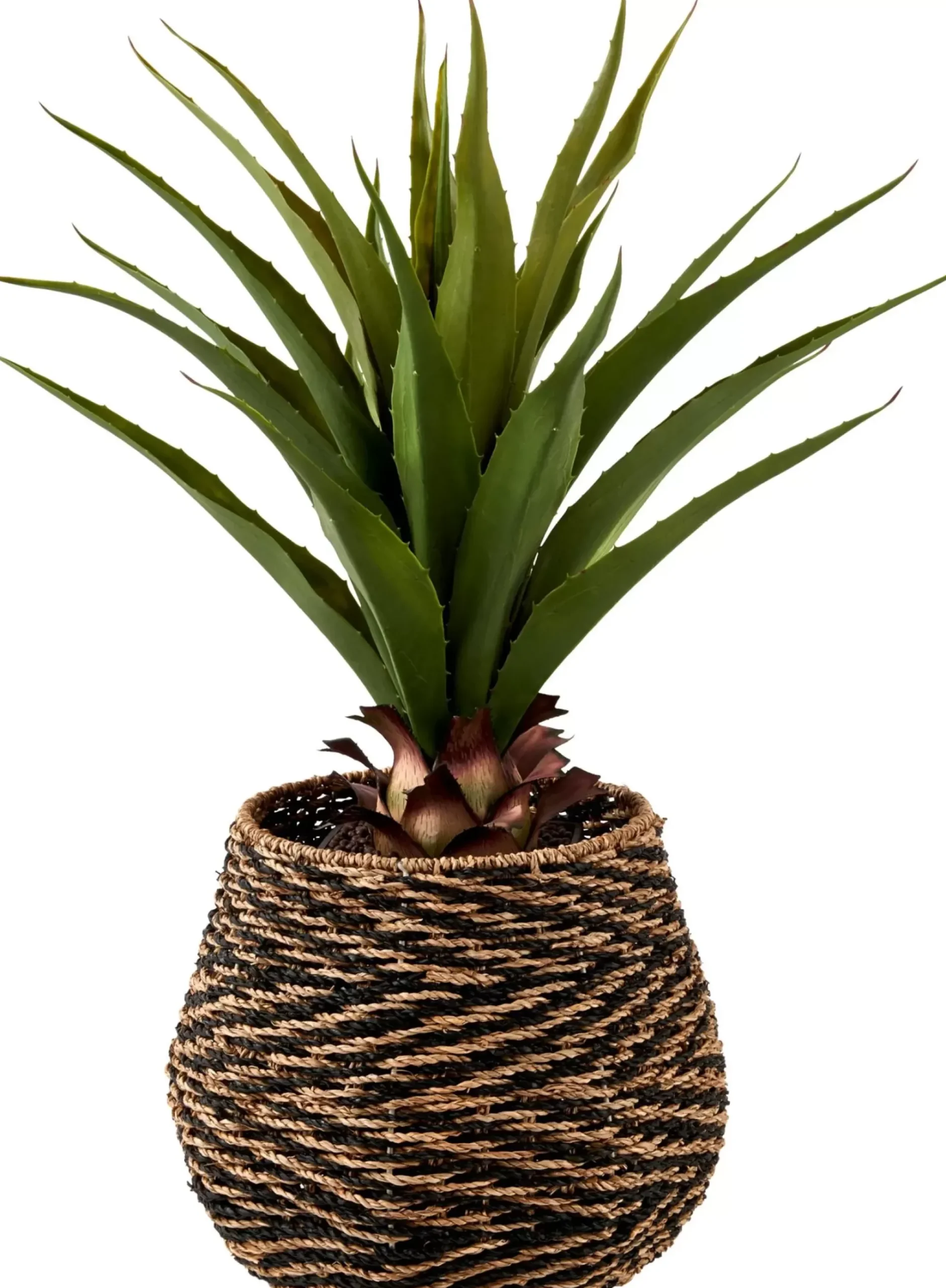 CASA Vera Planta Aloe Vera Verde Clearance